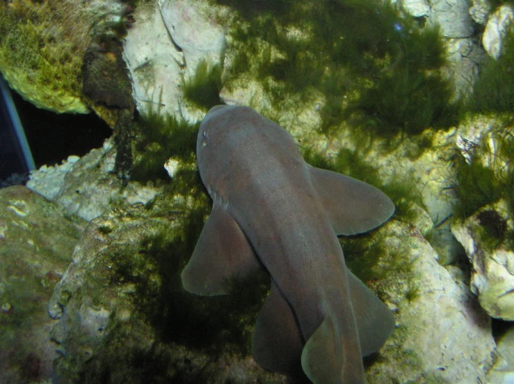 an underseam fish hiding in the water