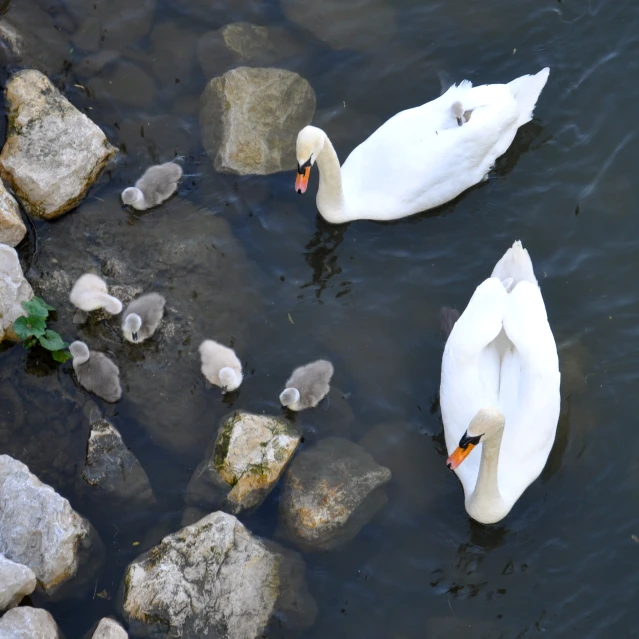 two swans and a duck are in the water near rocks