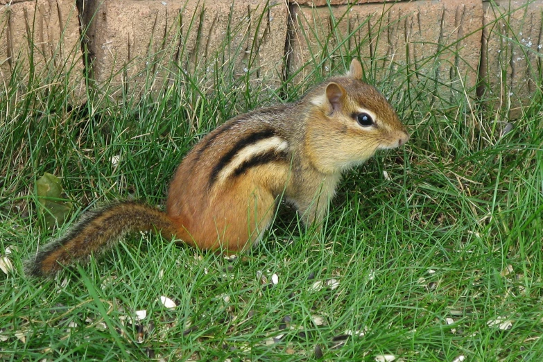 a squirrel is standing in the grass next to a fence