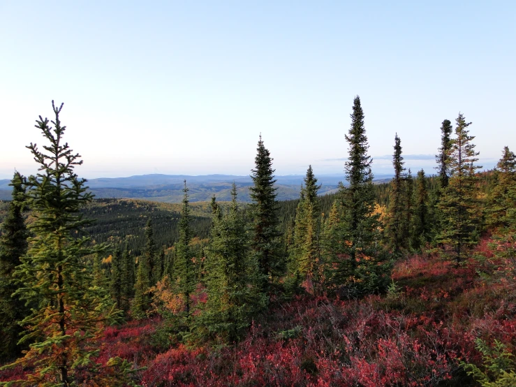 trees on the mountain are covered with leaves