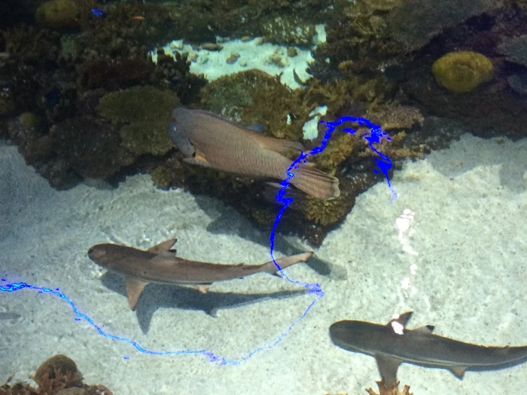 two sharks and another is laying in the sand