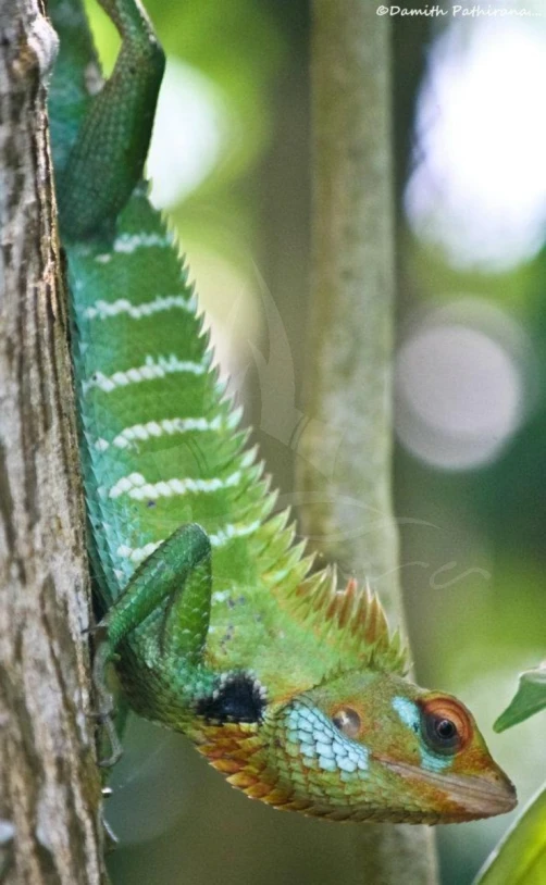 a green and blue lizard is hanging out on a nch