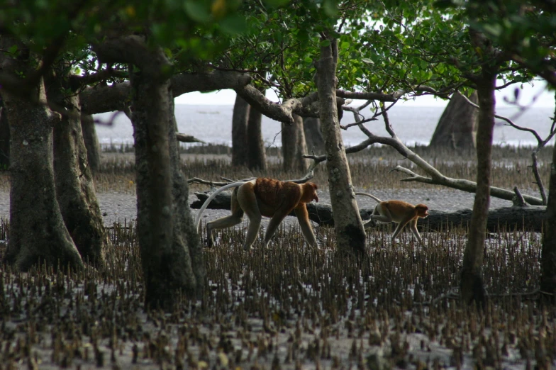 a couple of deer walking in tall grass near some trees