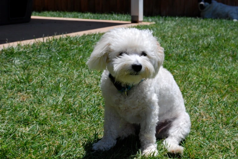 a white dog on the grass next to another dog