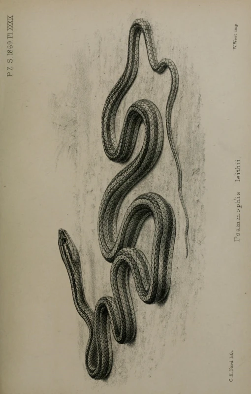 a drawing of a snake, on a piece of paper