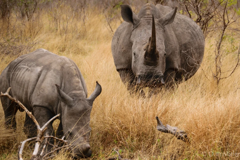 a rhino and a rhinoceros stand in the tall grass