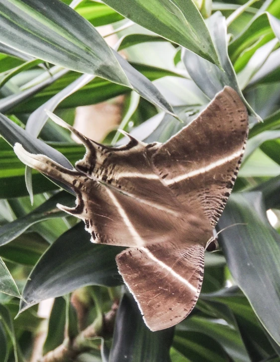 a leafy brown moth resting on a plant