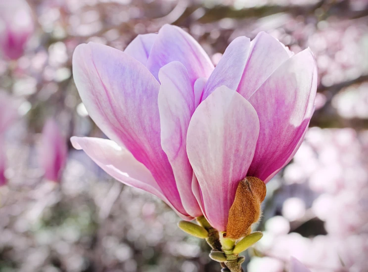 a purple flower with pink petals is hanging upside down