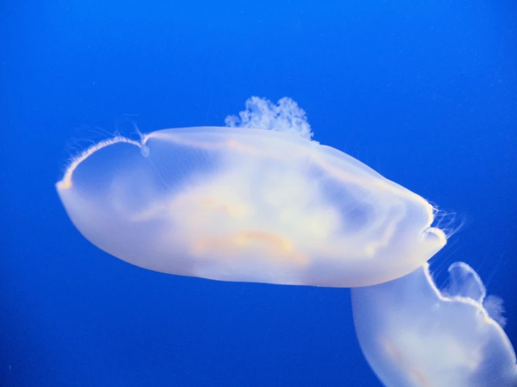 an underwater po with very little blue water and the underside part of a jelly