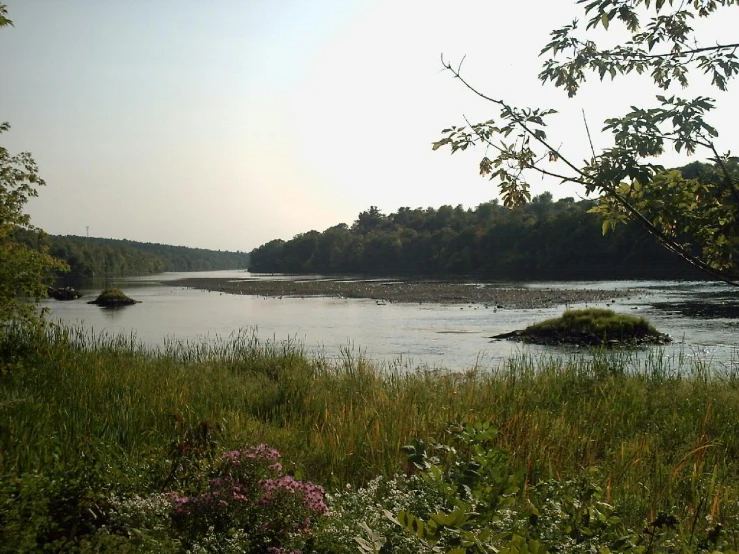 river with a grassy bank near many trees