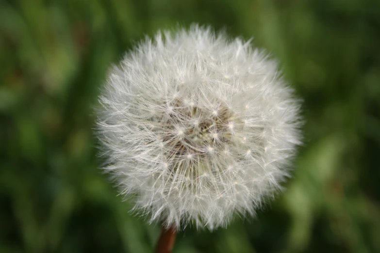 the dandelion is on a green background