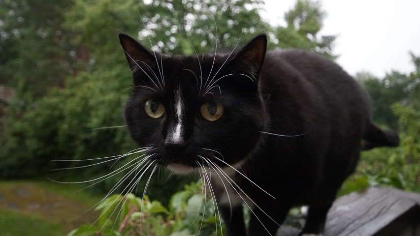 a black cat looks towards the camera with a curious look on its face