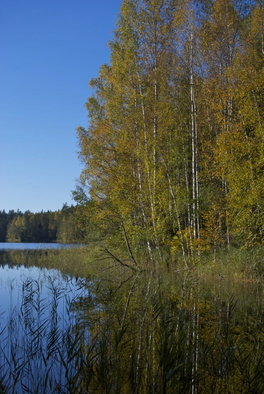 the trees are turning colors and their reflection in the water