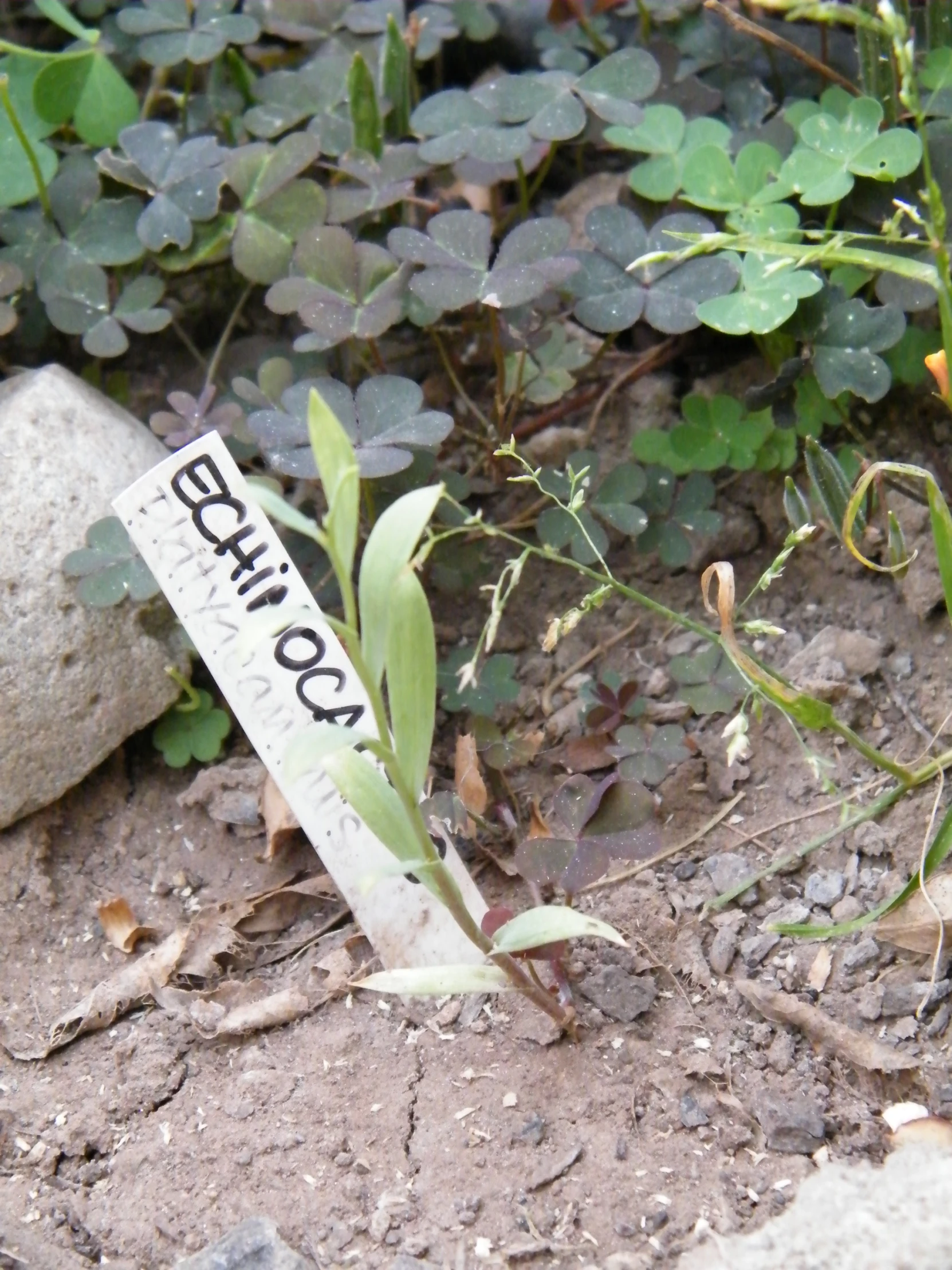 a sign reading prives on it near some plants