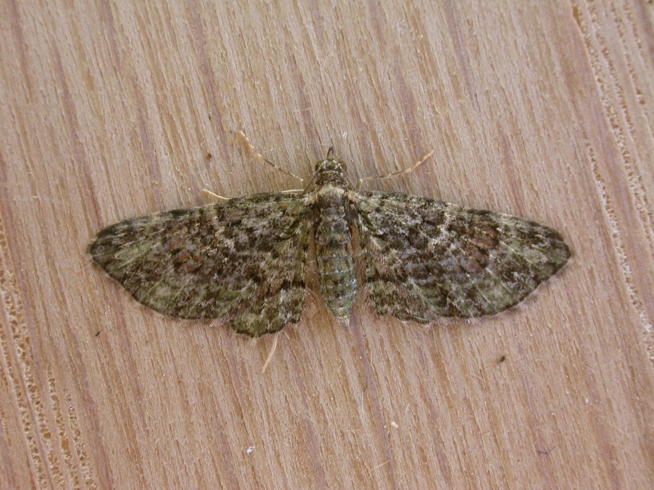 a close up of a moths on a wooden surface