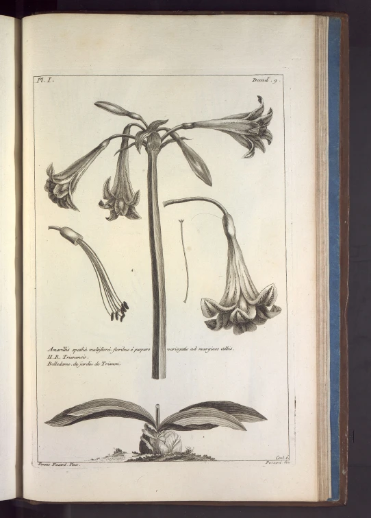 a drawing from the book, shows a tall leafed plant