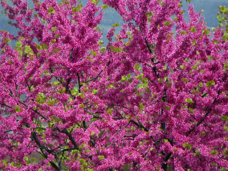 the pink flowering trees have a very pretty purple flower pattern