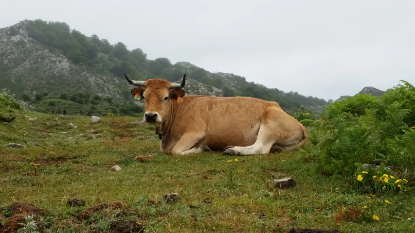 a cow that is laying down on a hill