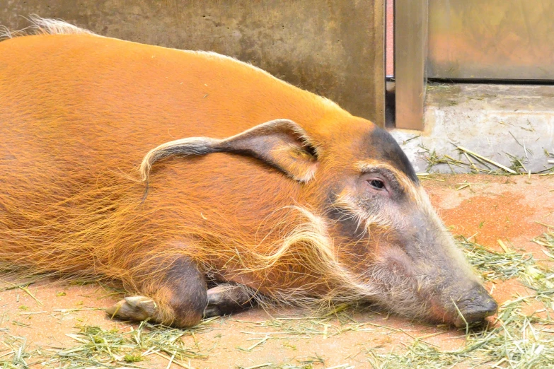 a brown boar laying on top of a pile of grass