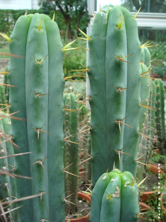 a tall green cactus with tiny spikes next to some other plants
