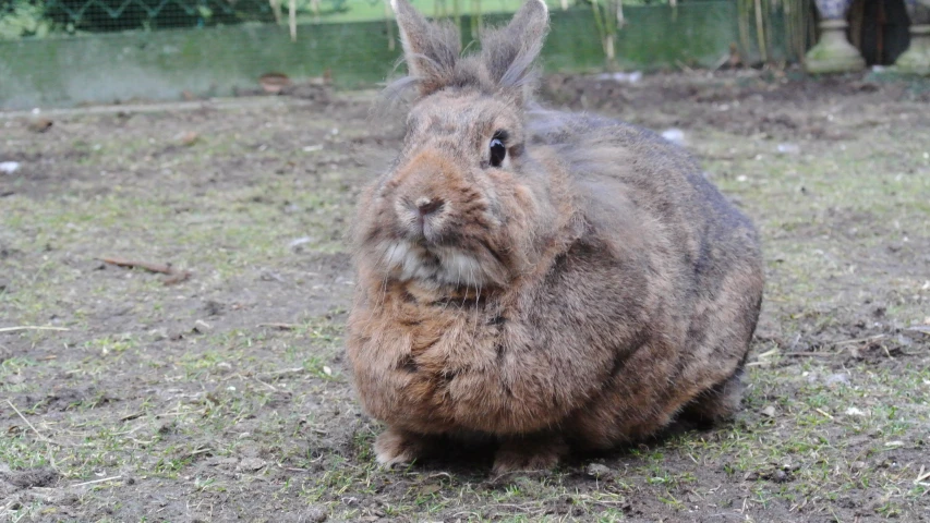 a big bunny is sitting in the grass