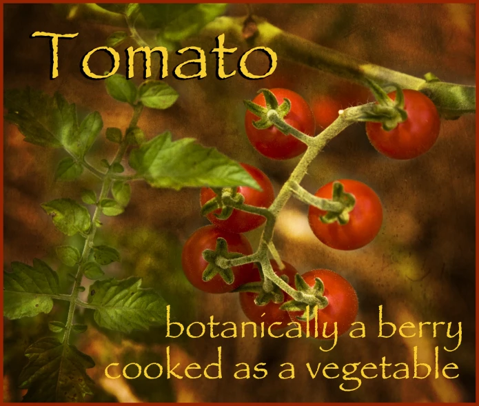 tomatoes growing on a vine with words written below them