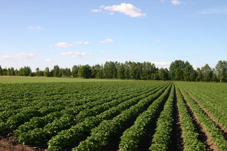 a big field full of green plants in the daytime