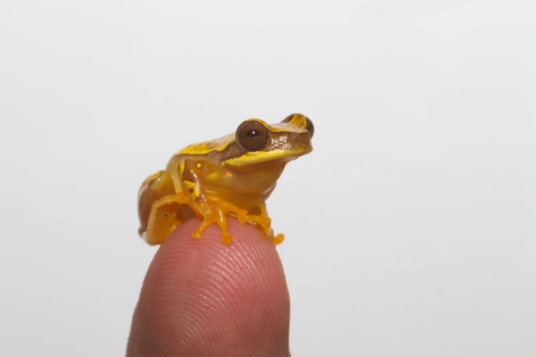 a small yellow and black frog on top of someone's finger