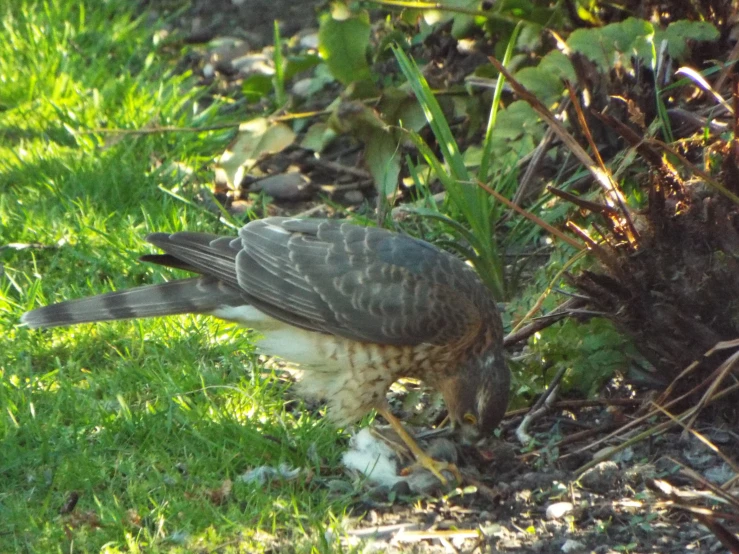 a brown white and black bird is grazing in the grass