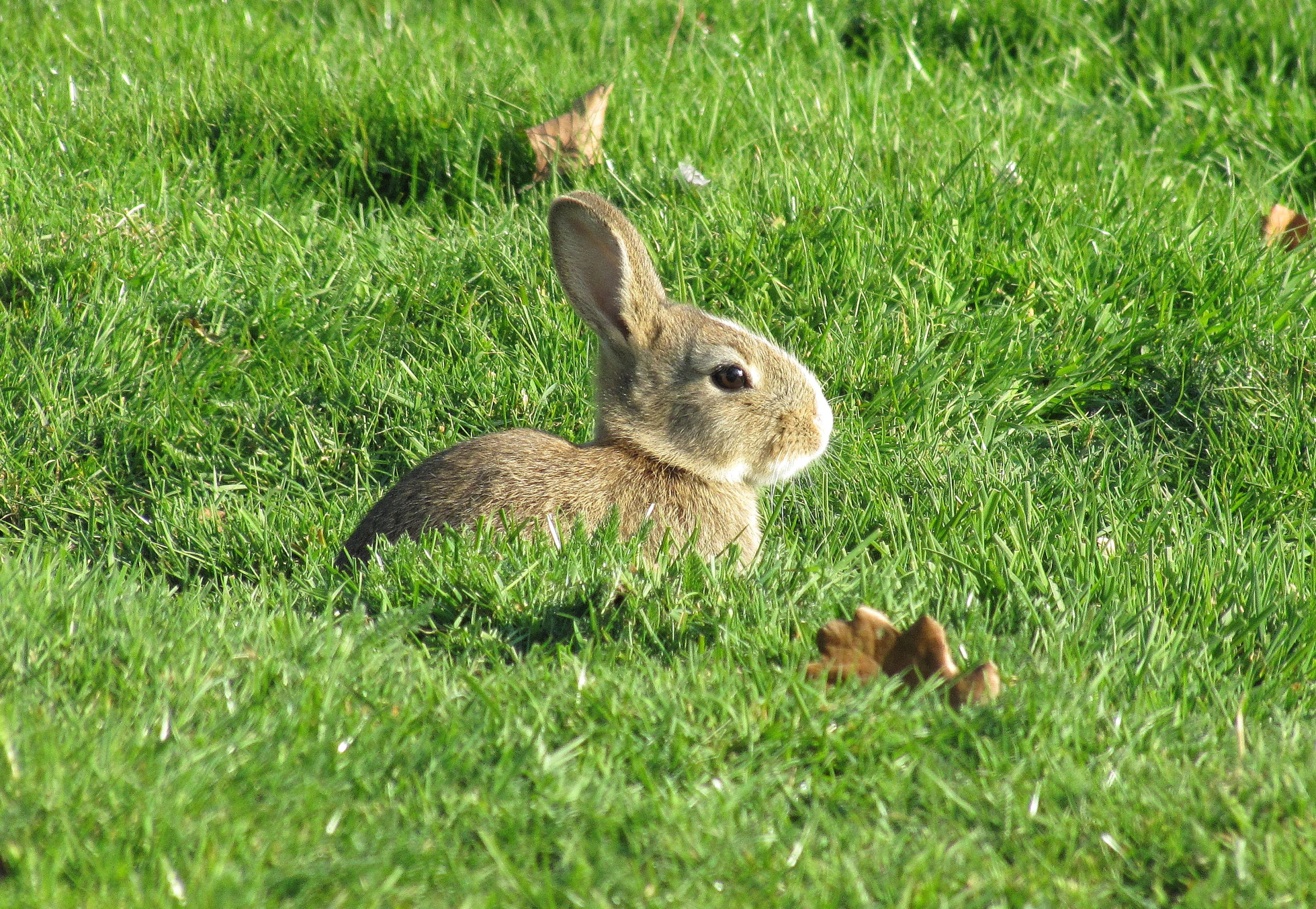 a small rabbit in a green field sitting