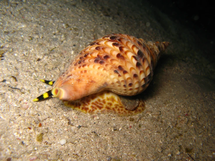 a yellow and black sea horse is on the sand