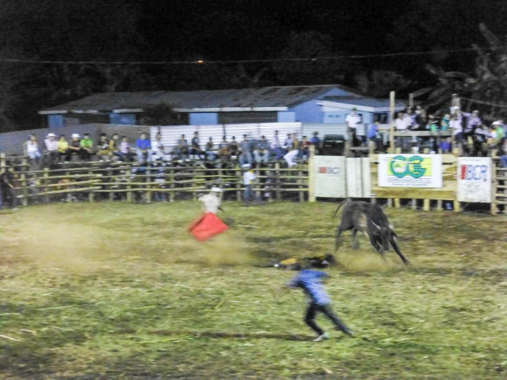 a bull and sheep in a rodeo race