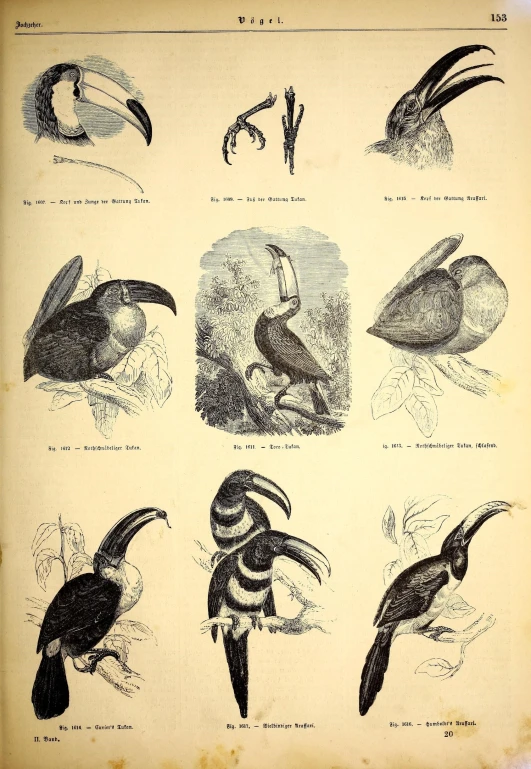 birds of the world, illustrated by an unknown man