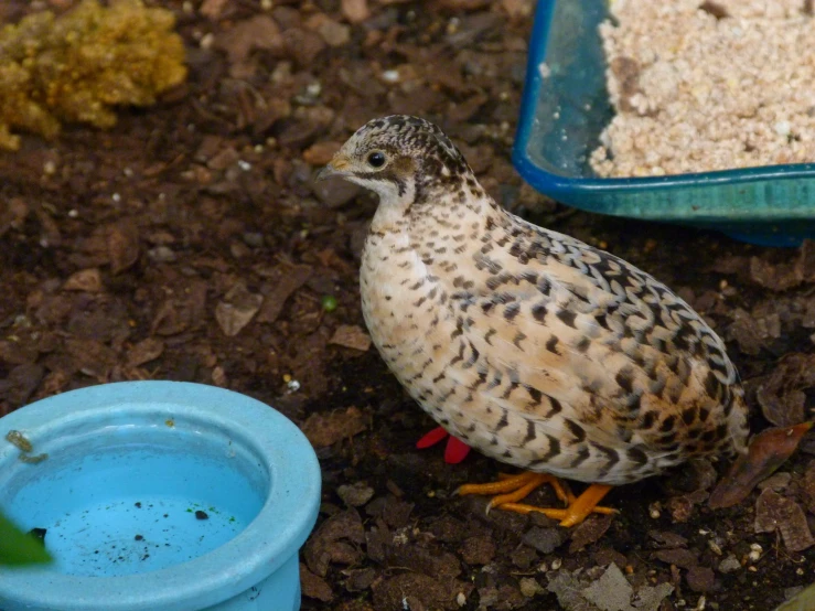 a little brown and black bird near a blue bowl