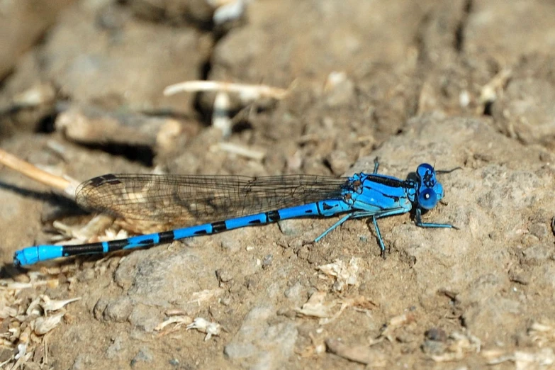 there is a blue dragonfly sitting on the ground