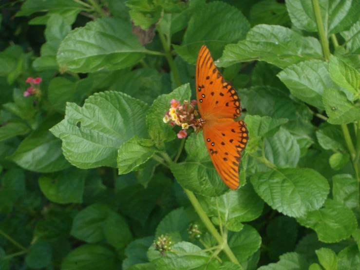 an orange erfly on green leaves near some pink flowers