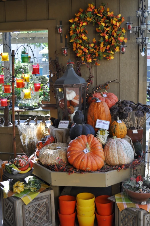 a display area is filled with various pumpkins
