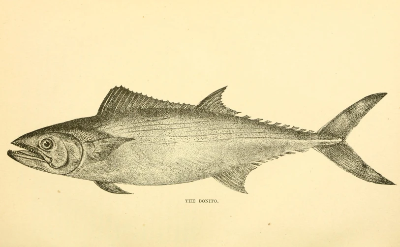 a black and white drawing of a fish