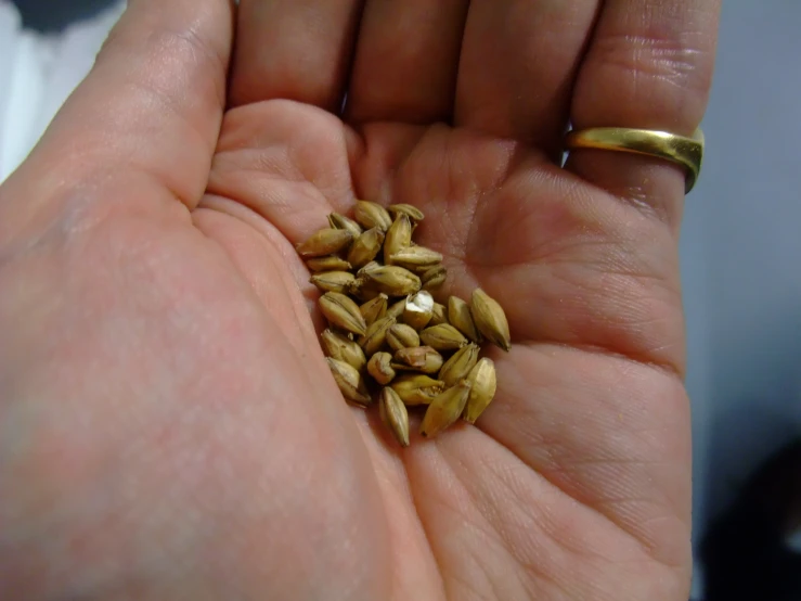 a hand holding a handful of seed in it's palm