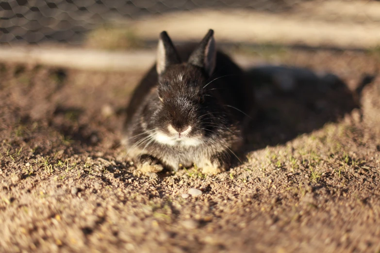 small rabbit sitting inside of a fenced area in the day