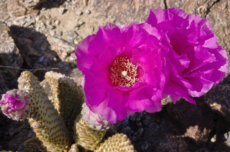 a large purple flower blooming on top of a cactus