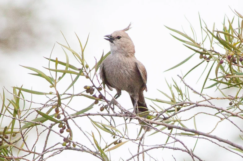 a brown and gray bird sitting on a tree nch