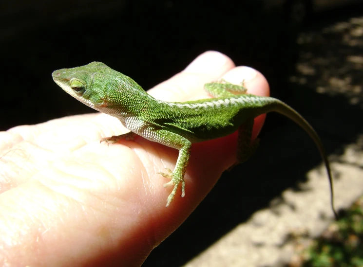 green lizard on finger reaching out for soing