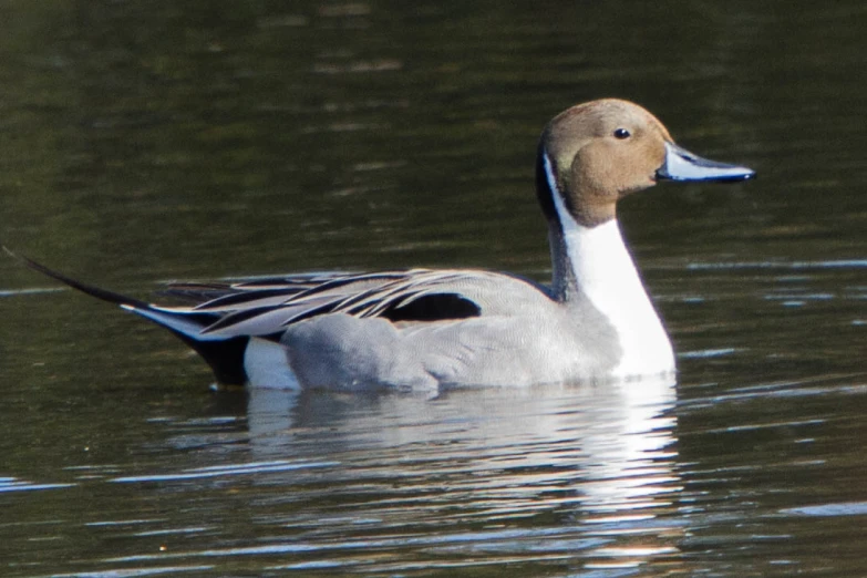 a duck swimming in a large body of water