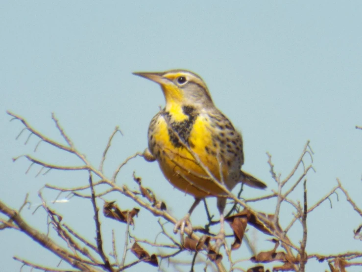 a yellow and gray bird sitting on top of a tree nch