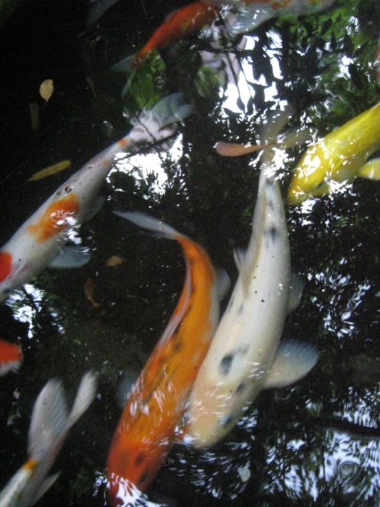 a group of fancy koi swimming in a pond