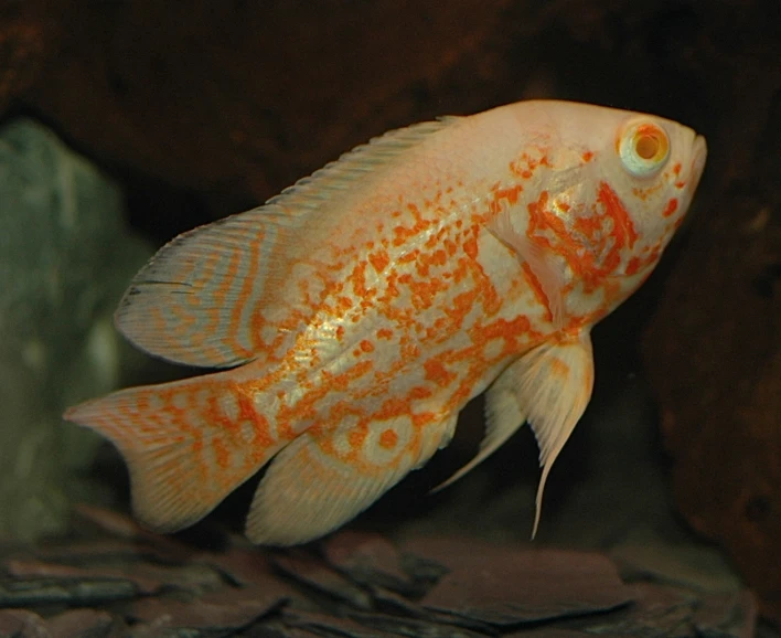 an orange and white fish in an aquarium