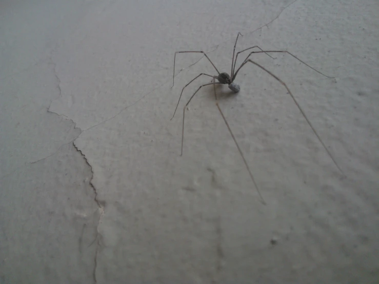 a spider sitting on the wall in a room