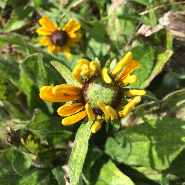 a close up of a sunflower with leaves and a blurry background