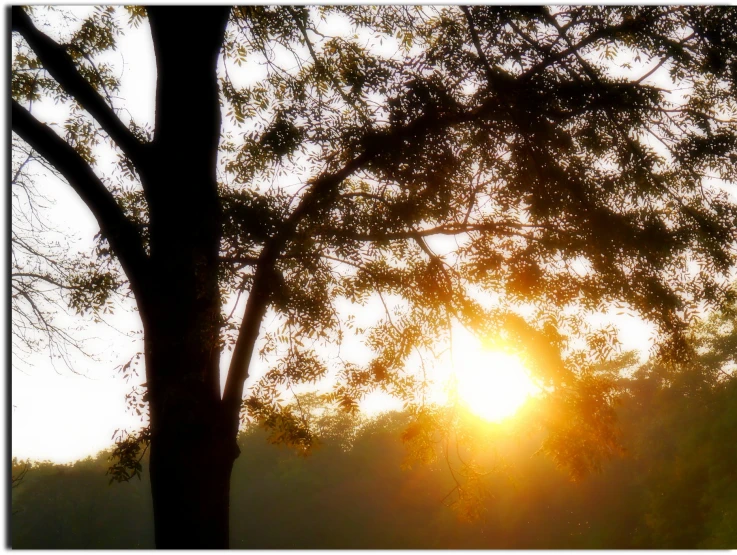 a tree is in the middle of the sunset